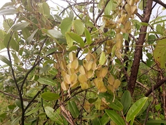 Dioscorea bemandry
