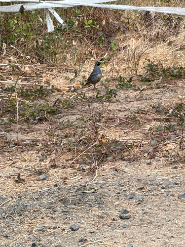 California Quail observed by mathew_wilson