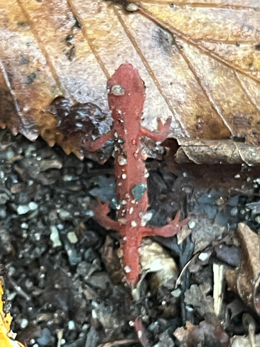 Red-spotted Newt observed by m__agalie