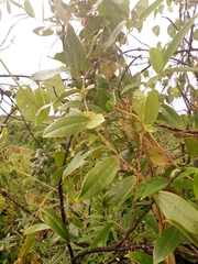 Dioscorea bemandry