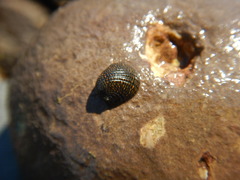 Nerita funiculata