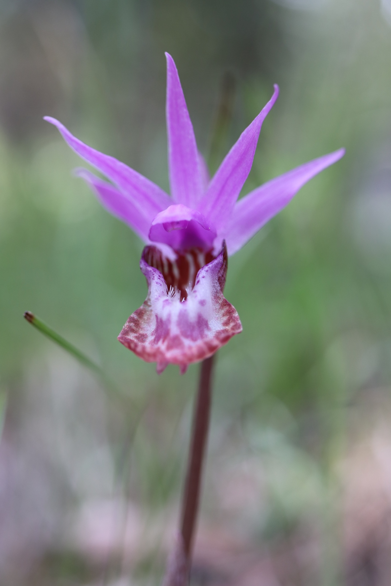 Calypso bulbosa var. occidentalis