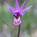 Western Fairy-Slipper - Photo (c) cml3rre, some rights reserved (CC BY-NC), uploaded by cml3rre