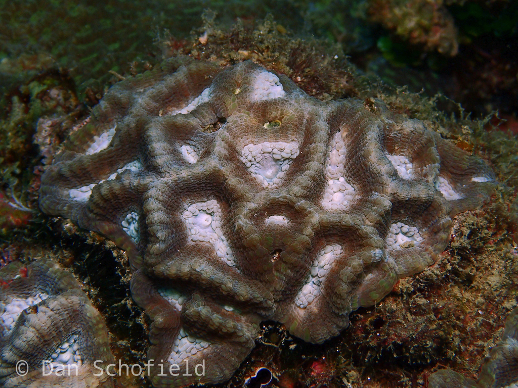 intermediate valley coral