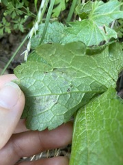 Phytomyza saniculae