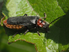 Cantharis rustica