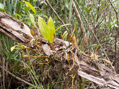 Dendrobium plicatile
