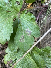Phytomyza saniculae