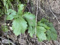Phytomyza saniculae