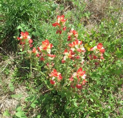 Castilleja indivisa, photograph (c) Linda Jo Conn, some rights reserved (CC BY)