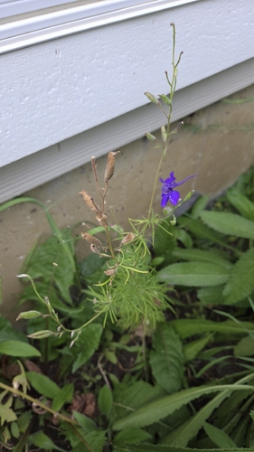 Delphinium ajacis observed 2026-09-01