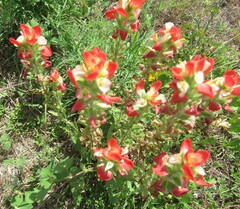 Castilleja indivisa