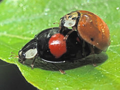 Harmonia axyridis