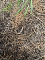 Plestiodon skiltonianus interparietalis