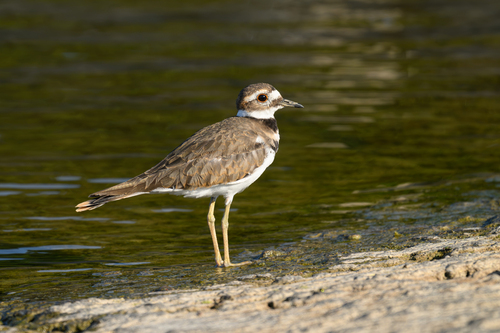 Killdeer observed by schnee72