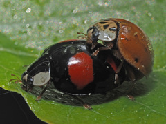 Hesperomyces harmoniae