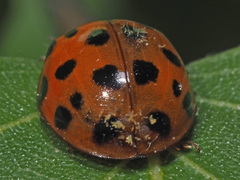 Hesperomyces harmoniae