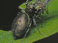 Heliophanus