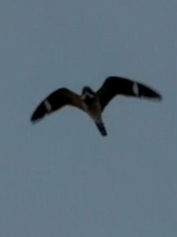 Common Nighthawk observed by conor_sullivan