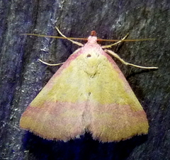 Phytometra rhodarialis