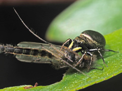 Heliophanus