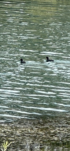 American Coot observed by joescience1