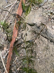 Equisetaceae