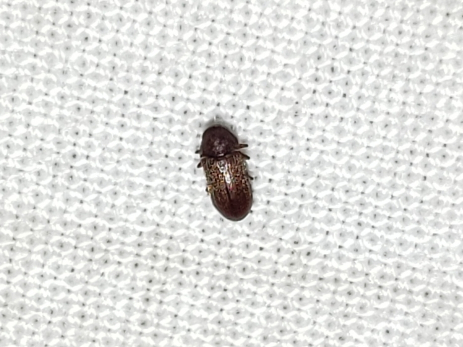 Petalium debile