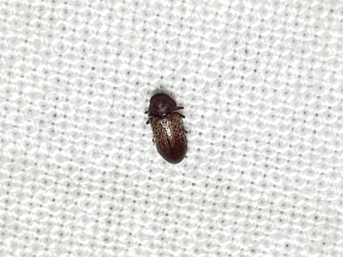 Petalium debile