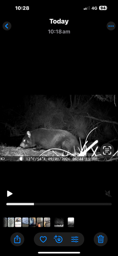 Tasmanian Devil