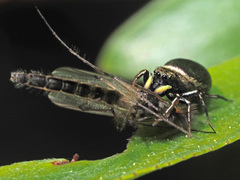 Heliophanus
