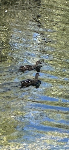 Mallard observed by joescience1