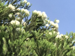 Melaleuca alternifolia
