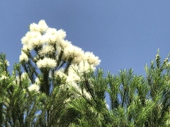 Melaleuca alternifolia