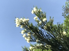 Melaleuca alternifolia