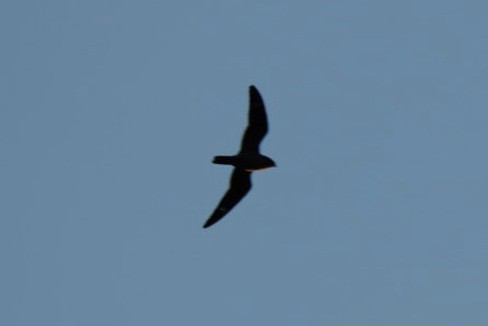 Common Nighthawk observed by scottcarr