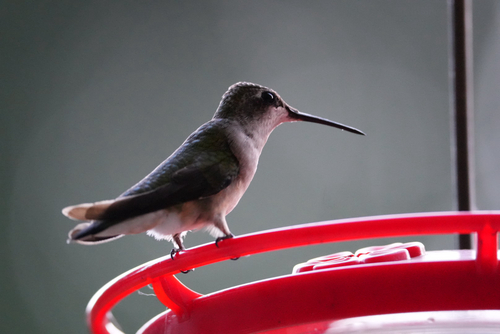 Ruby-throated Hummingbird observed by scottcarr