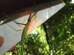 Huananphasma amicum