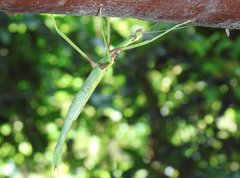 Huananphasma amicum