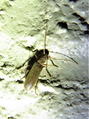 Sparedrus aspersus