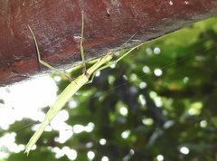 Huananphasma amicum