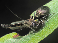 Heliophanus