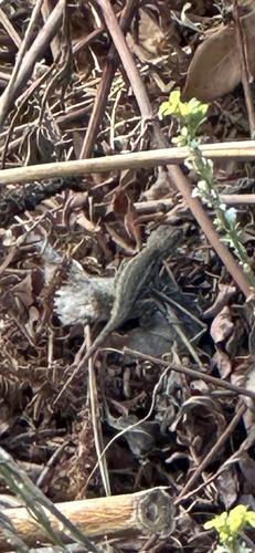 Western Fence Lizard observed by joescience1