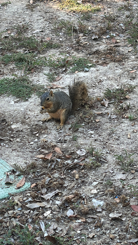 Eastern Fox Squirrel observed by robowan