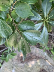 Celtis biondii