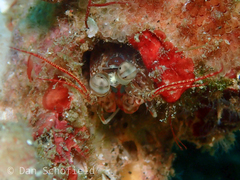 Haptosquilla nefanda