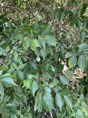 Celtis biondii