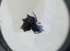 Gasteracantha cancriformis