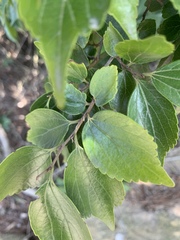 Celtis biondii