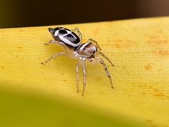 Cosmophasis baehrae